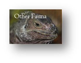 OTHER FAUNA