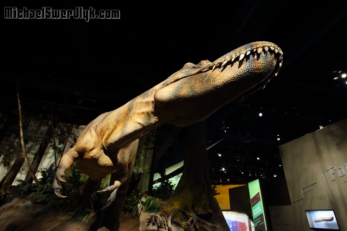 IMAGE: http://www.michaelswerdlyk.com/z/1DX19338.JPG