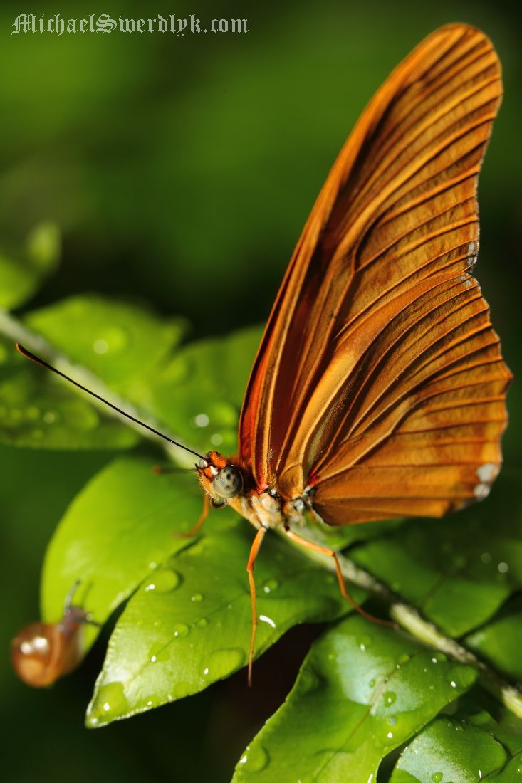 IMAGE: http://www.michaelswerdlyk.com/z/MKIV13127.JPG