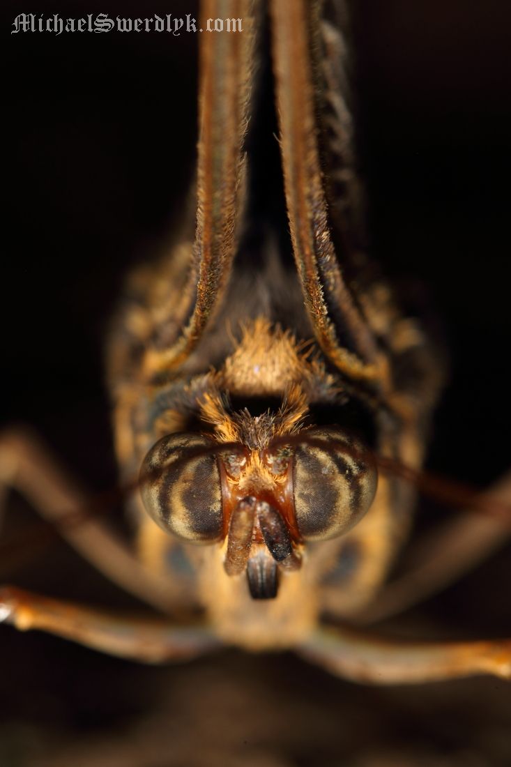 IMAGE: http://www.michaelswerdlyk.com/z/MKIV13131.JPG