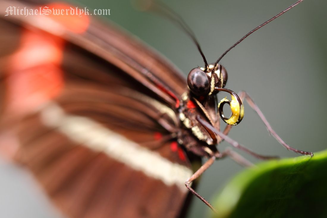 IMAGE: http://www.michaelswerdlyk.com/z/MKIV6348.JPG