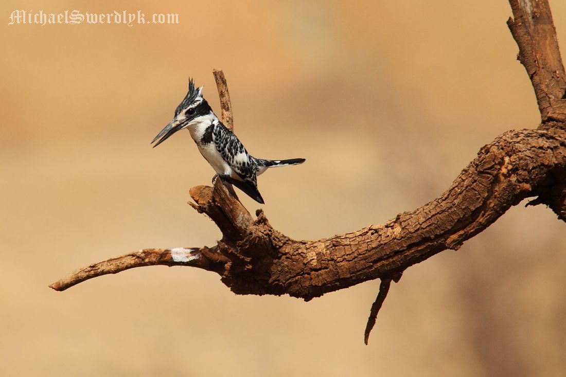 IMAGE: http://www.michaelswerdlyk.com/z/MKIV9230.JPG