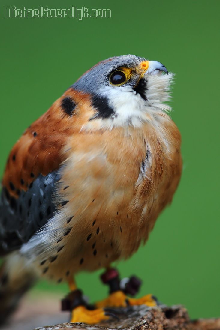 IMAGE: http://www.michaelswerdlyk.com/z/X1189.JPG